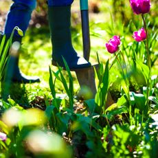 digging a border on a sunny day in a spring garden
