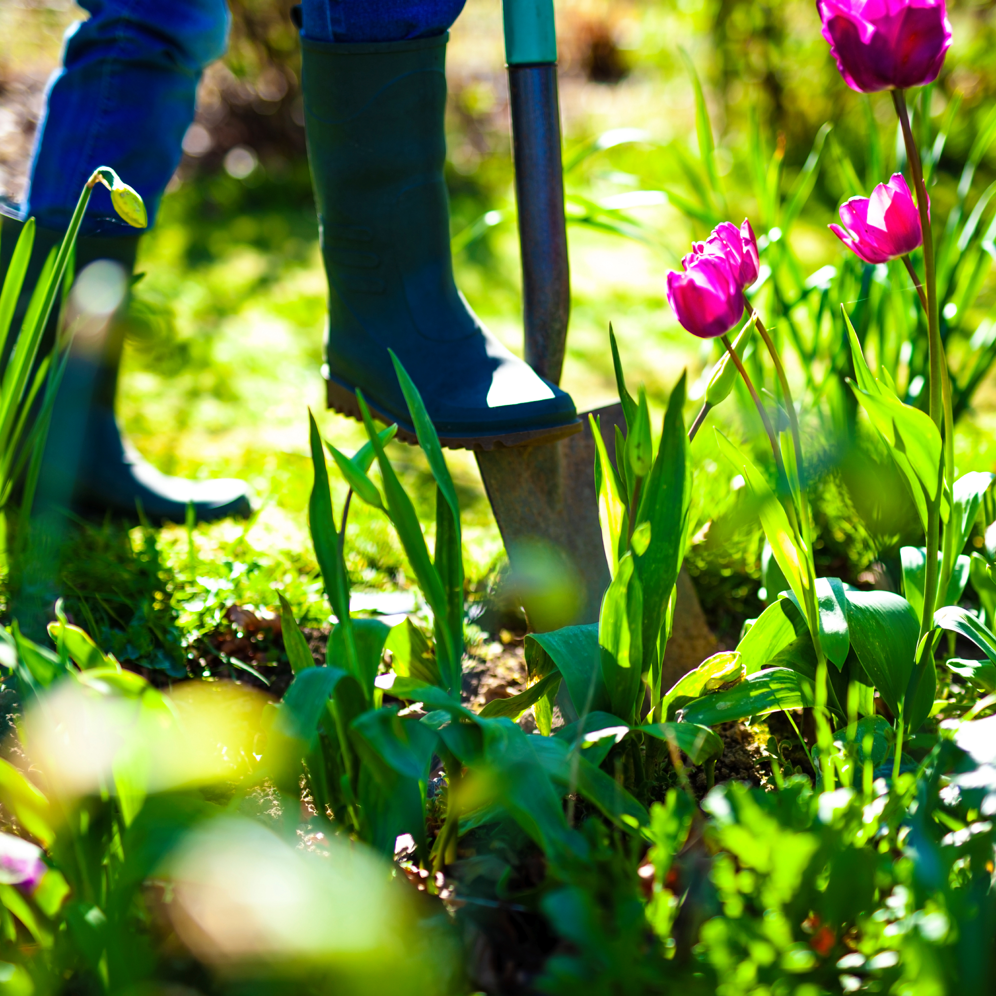 digging a border on a sunny day in a spring garden