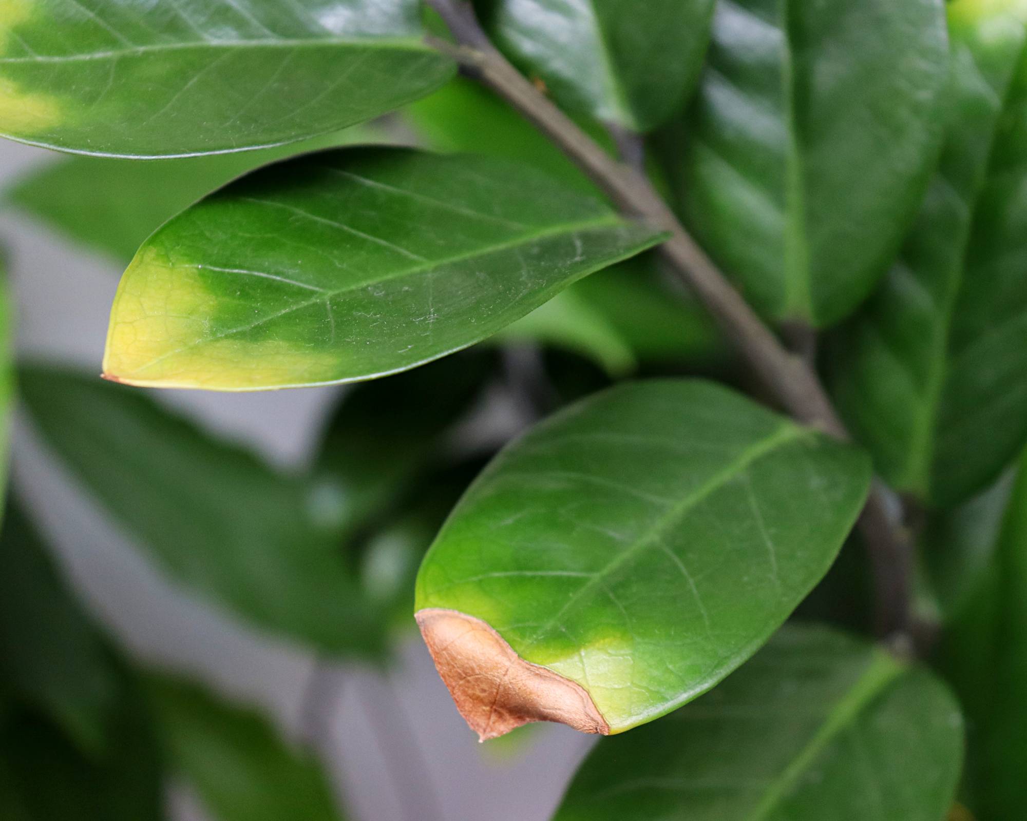 Browning tips on zz plant leaves