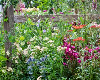 natural wildlife garden planted with a rich diversity of flowers