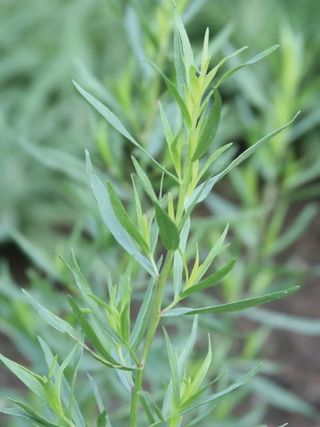 French Tarragon Plant