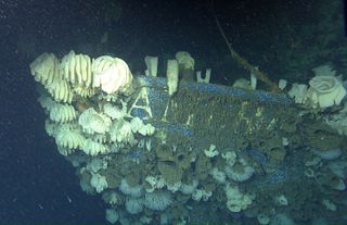 The wreck of the American Heritage was heavily colonized by deep-sea sponges and other animals. But the name of the boat was still partly visible at the bow.