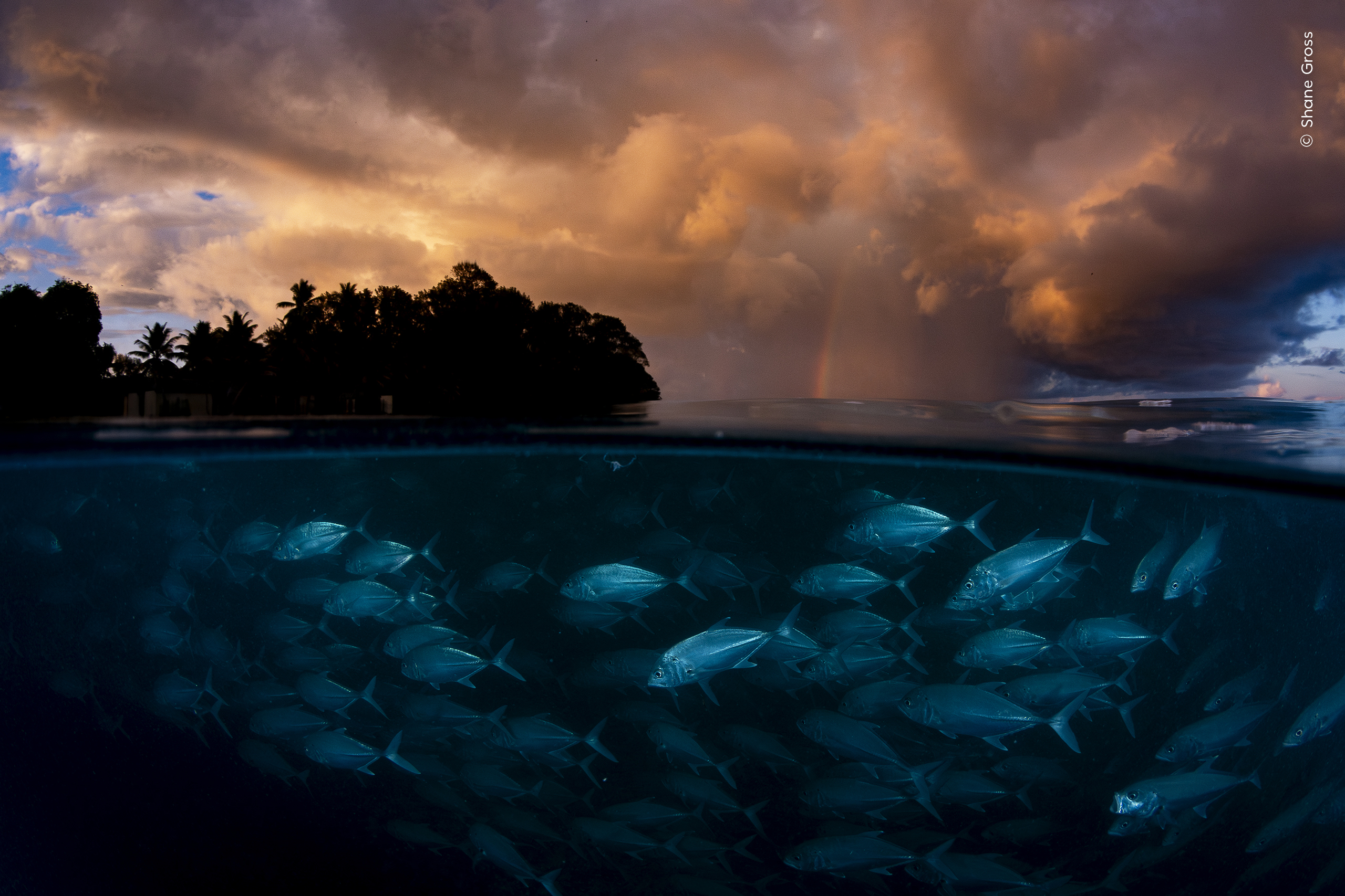 Underwater view of a school of fish below a silhouetted shoreline with dramatic orange clouds and a faint rainbow at sunset