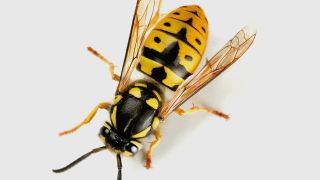 Feeder All Bright Electric album cover