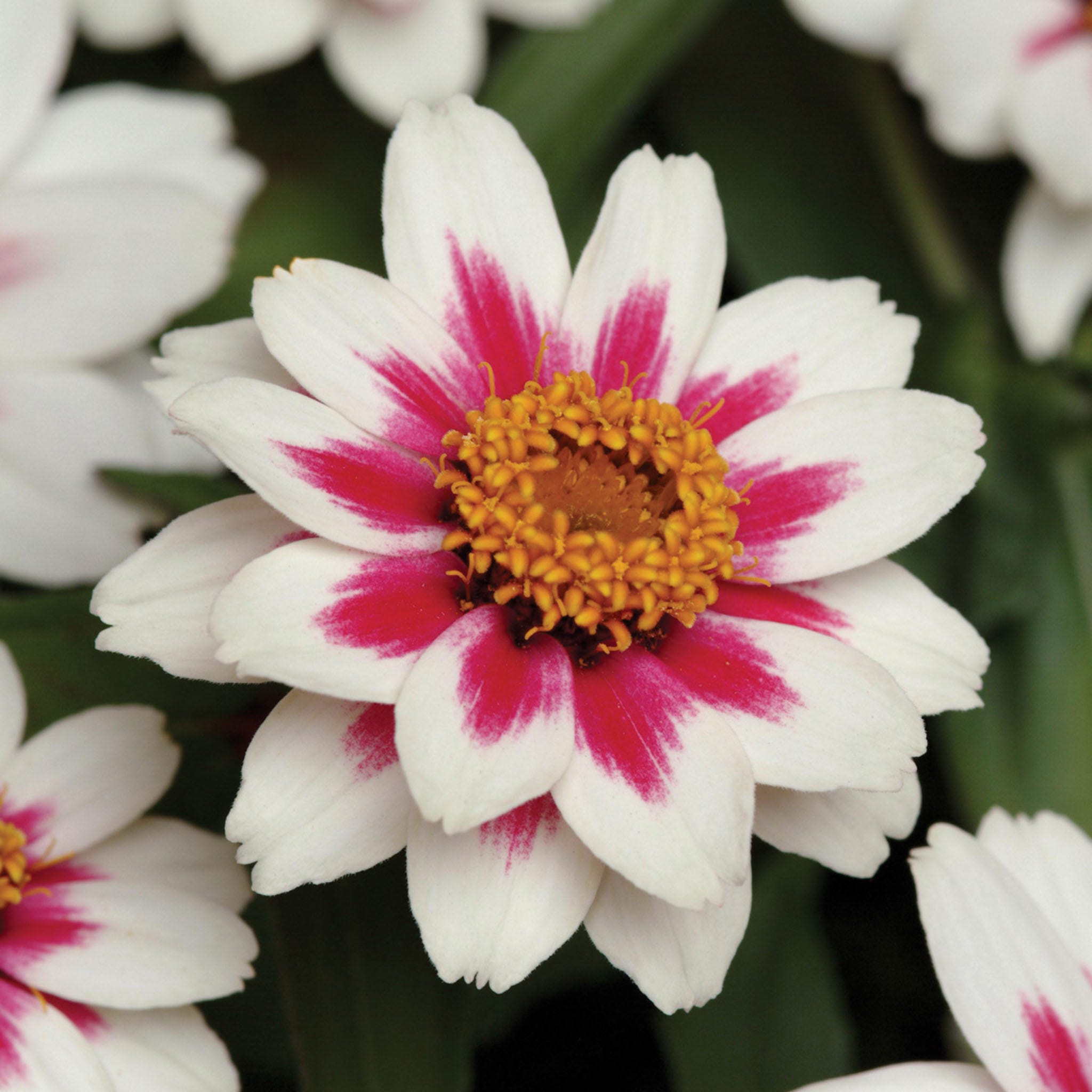 Starlight Rose Zinnia Seeds