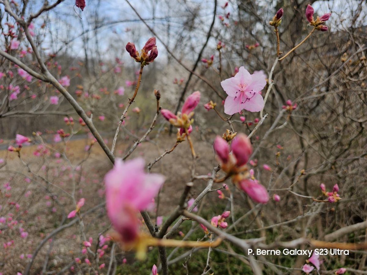 Pink blooms taken with best phone cameras and Nikon D750