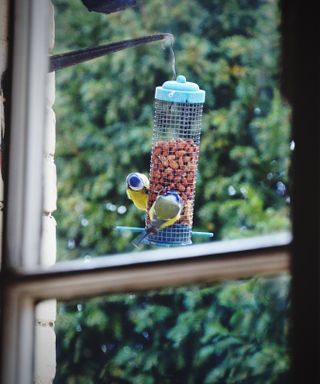 Birds on a feeder by the window