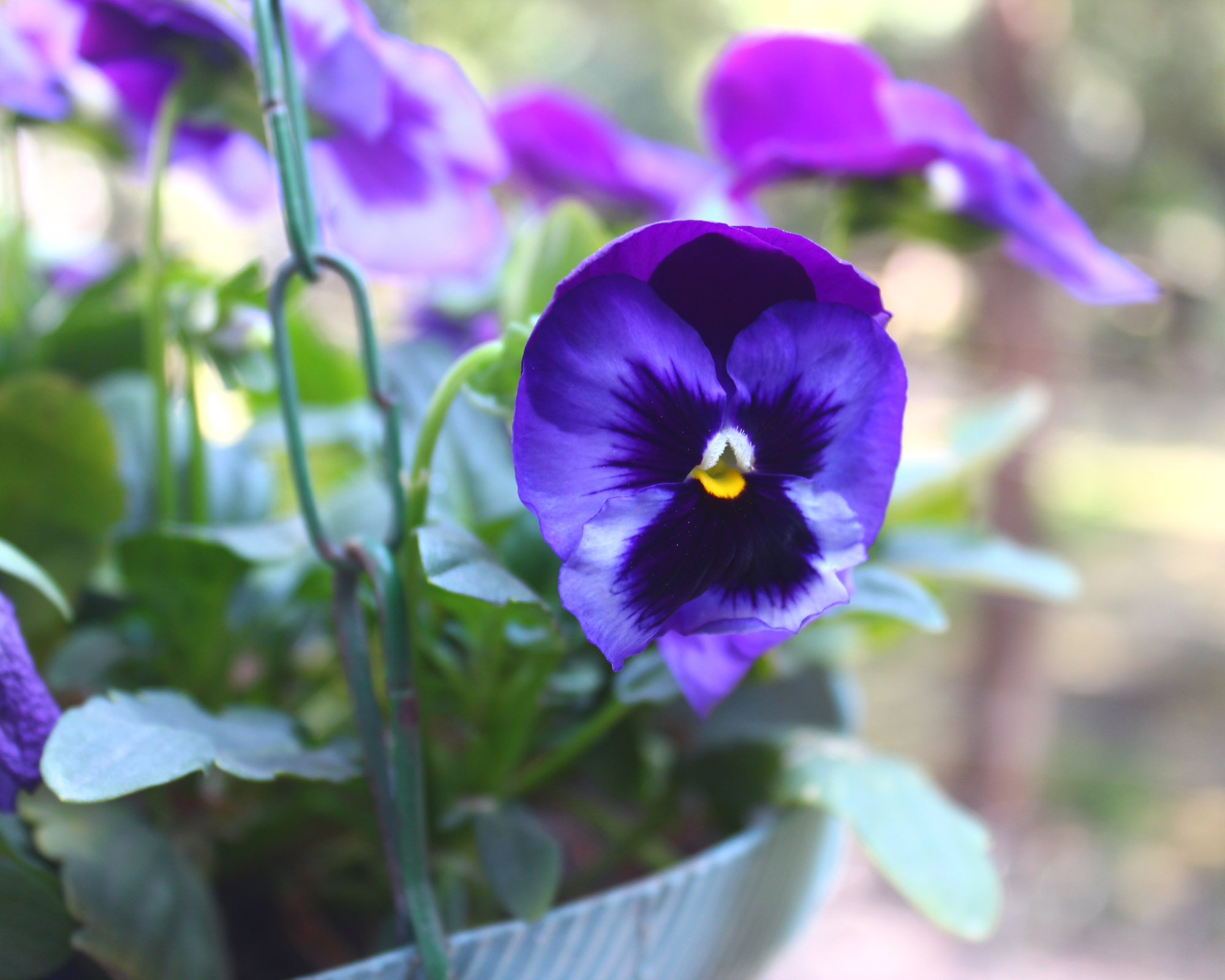 Beautiful blue pansy flower in hanging basket