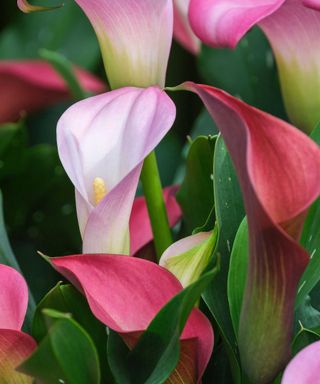 Pink calla lily flowers and green leaves