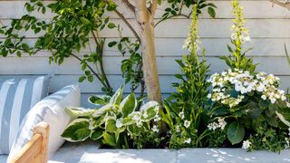 expert gardening tips for planting borders with a variety of plants including Hosta and foxgloves