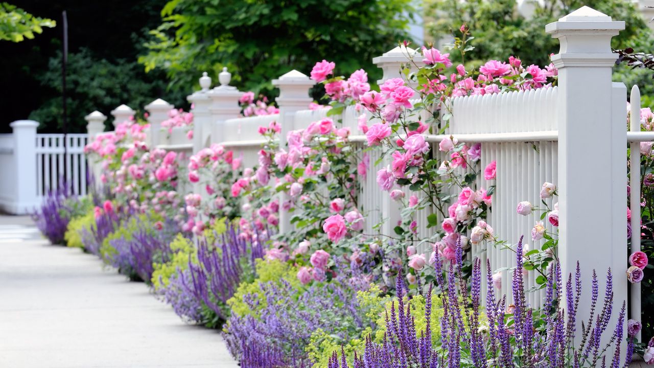 white front yard fence with pink roses growing through