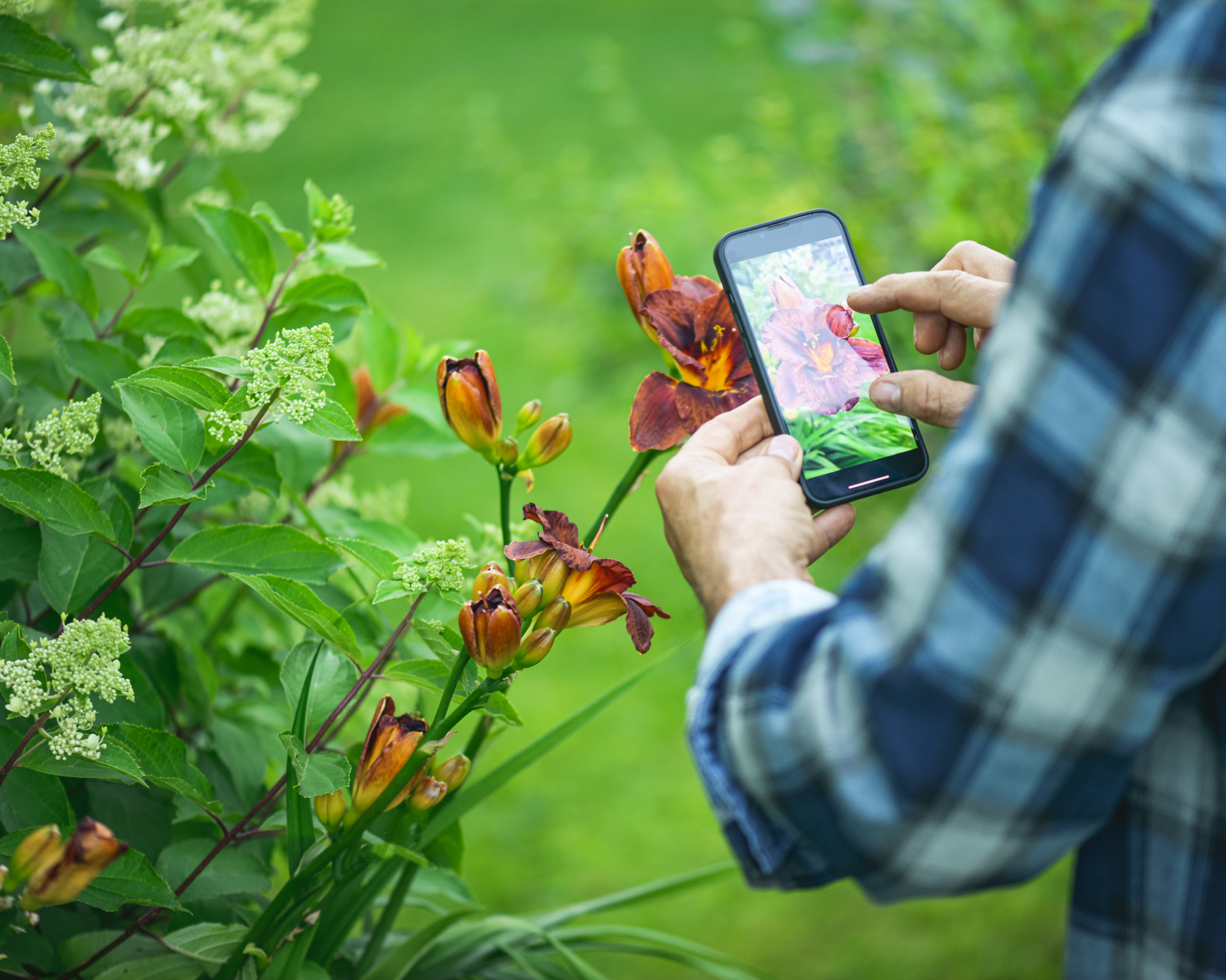 Man using plant app on phone