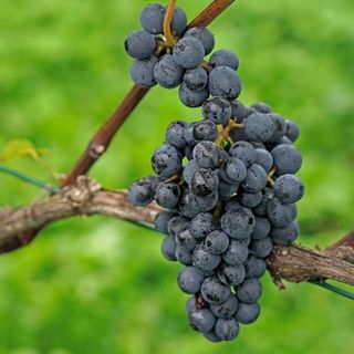Climate change fruits: a grape vine