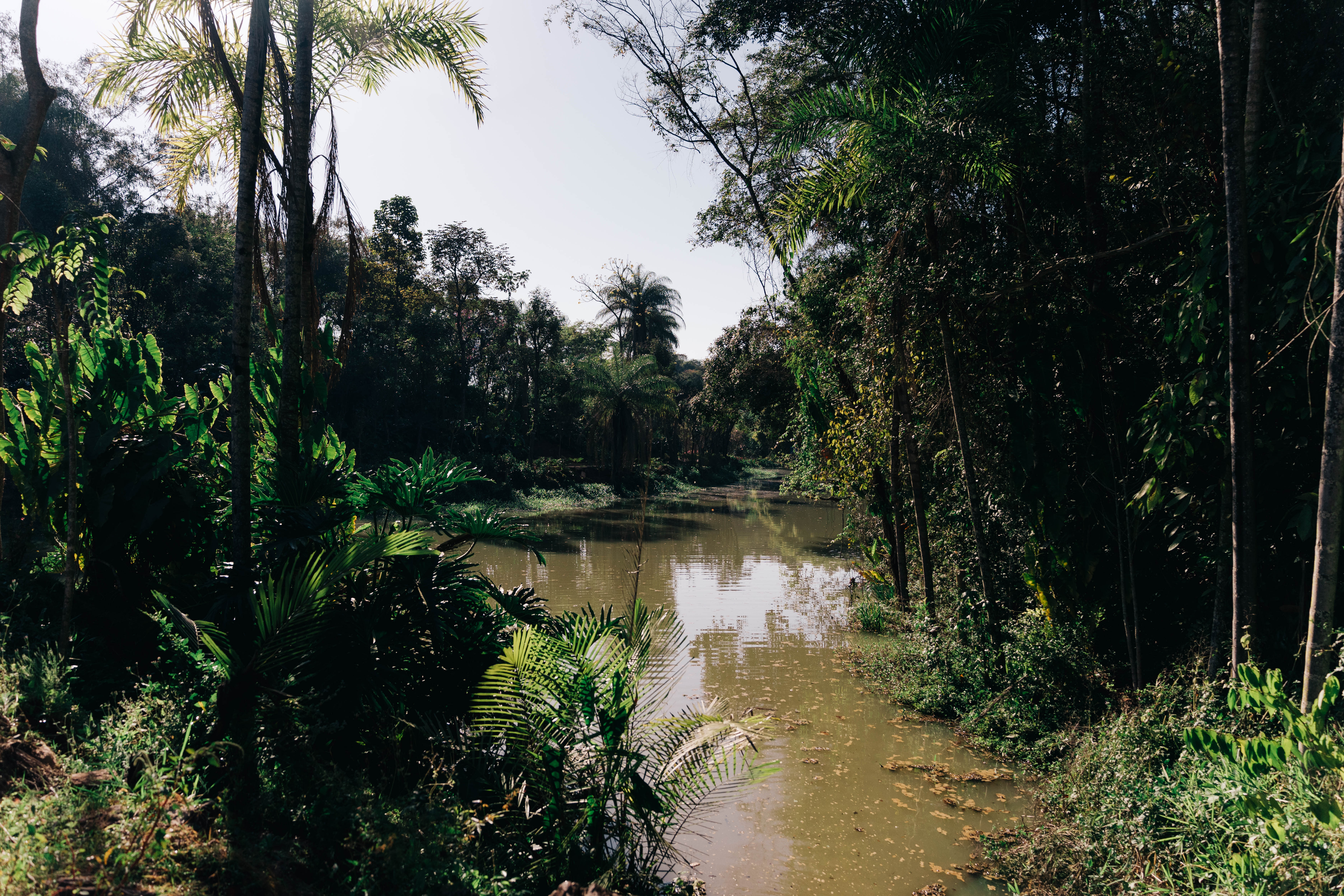 View of the developing landscape at Museu Bernardo Paz as it develops