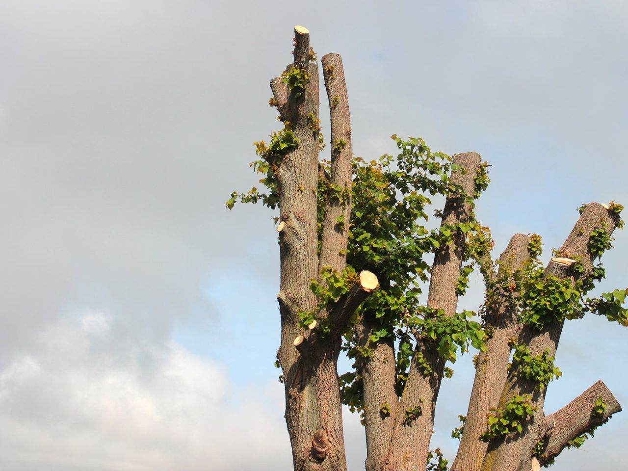 Tree Topping Of A Large Tree