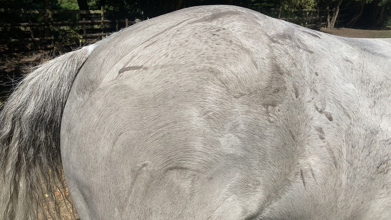 Cavalor Bianco Wash on horse