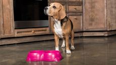 Dog waiting for food at food bowl