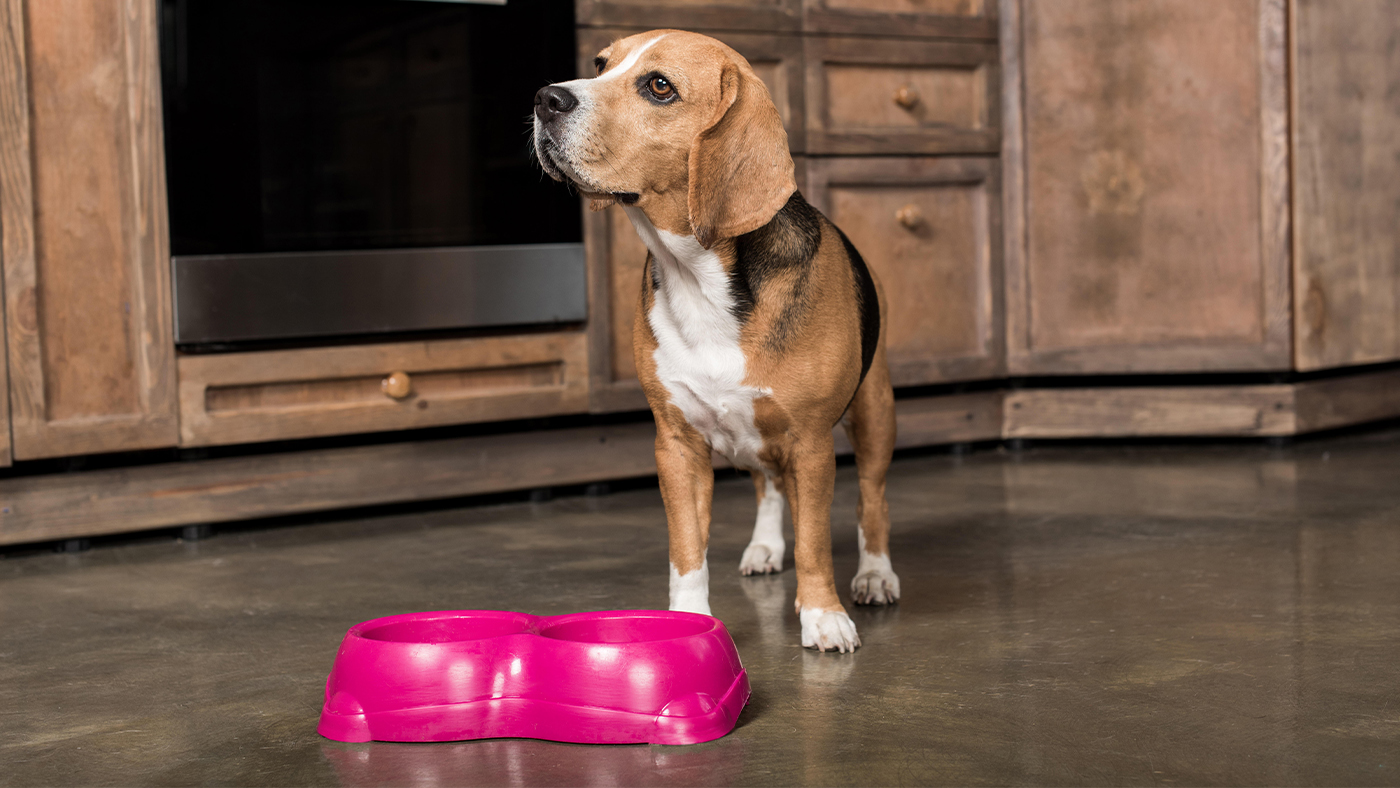 Dog waiting for food at food bowl