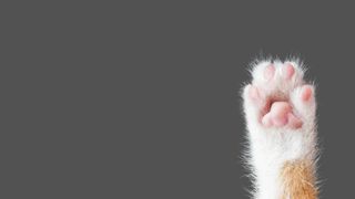 Interesting cat facts - cat's paw