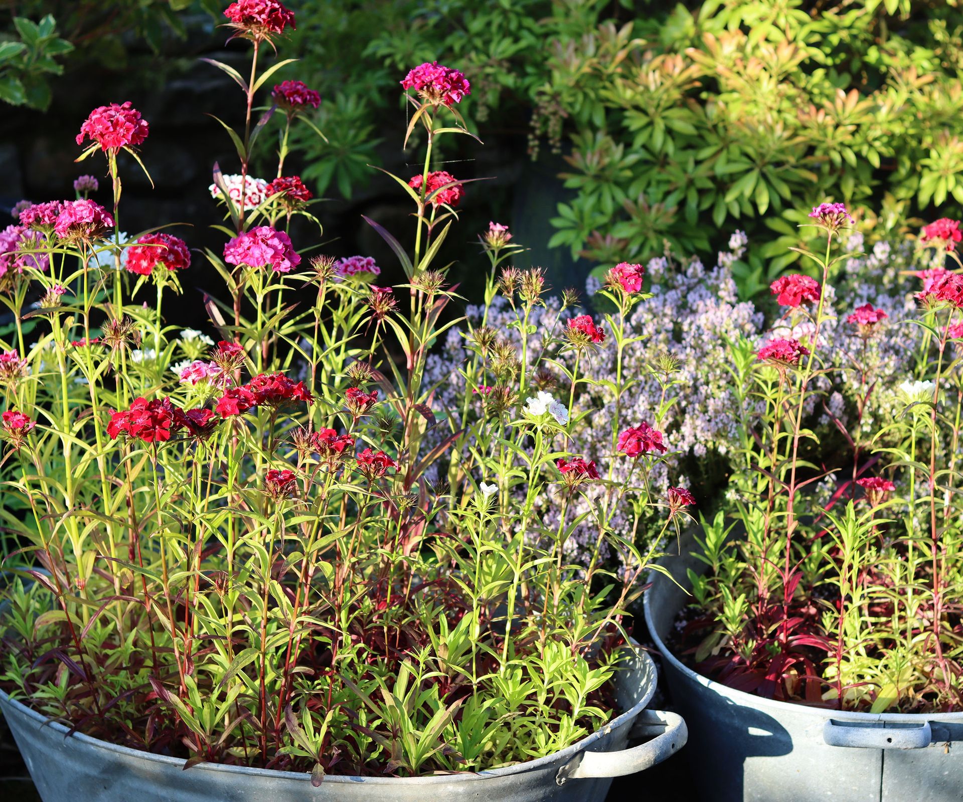 12+ Drought Resistant Container Plants Best Drought-Tolerant Container Plants For Full Sun And Heat