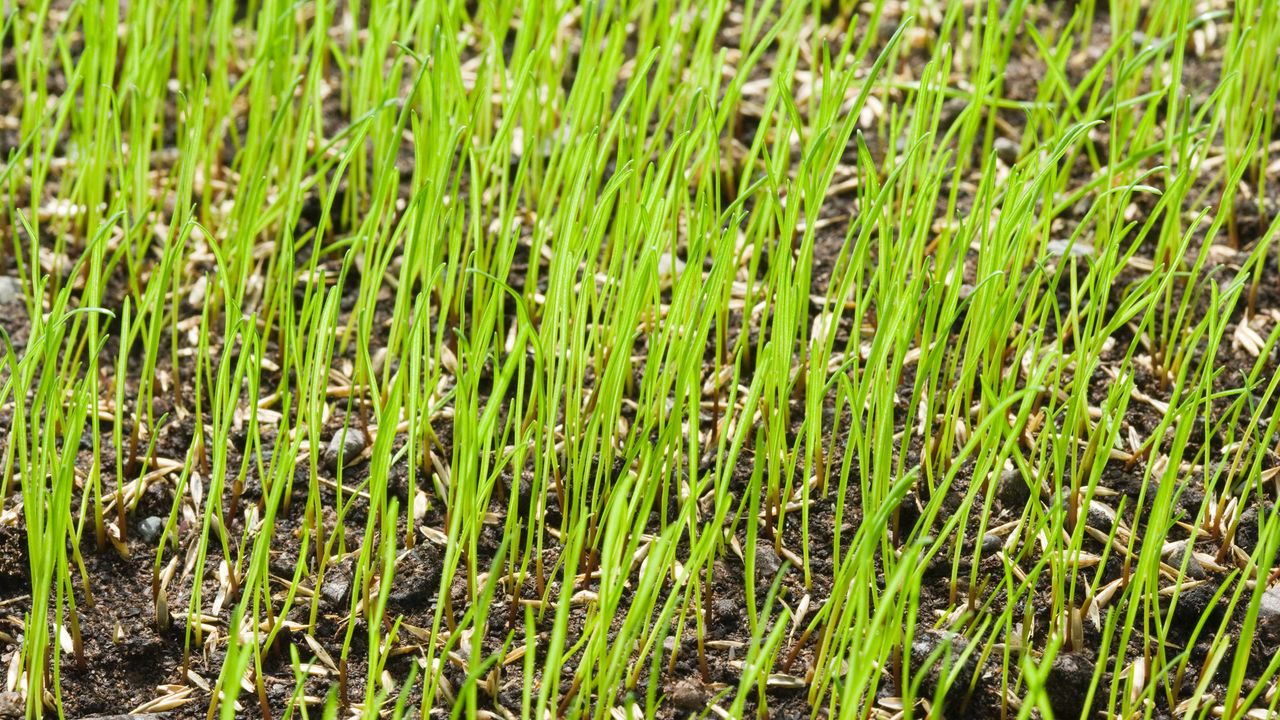 lawn growing from grass seed