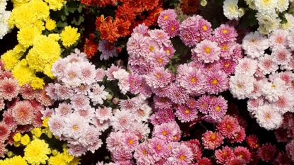 A patch of multi-colored chryanthemums