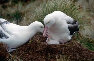 A southern royal albatross pair and their chick.