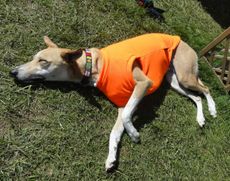 whippet-in-orange-e1432126778904.jpg