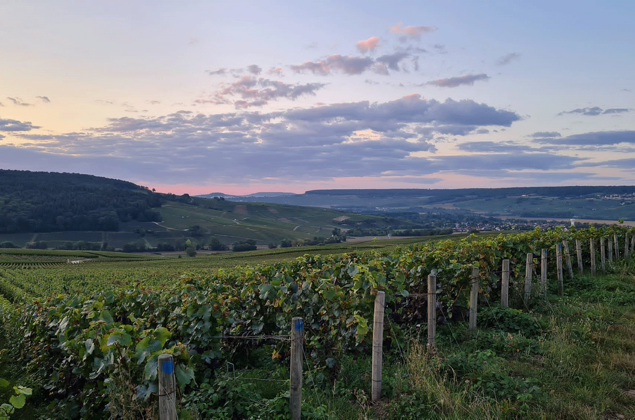 Champagne harvest 2023