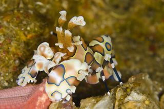Phillip Gillette of Florida won second place in the "best student entry" category with his shot of this harlequin shrimp, <em>Hymenocera picta</em>, hiding out in the Similan Islands, Thailand.