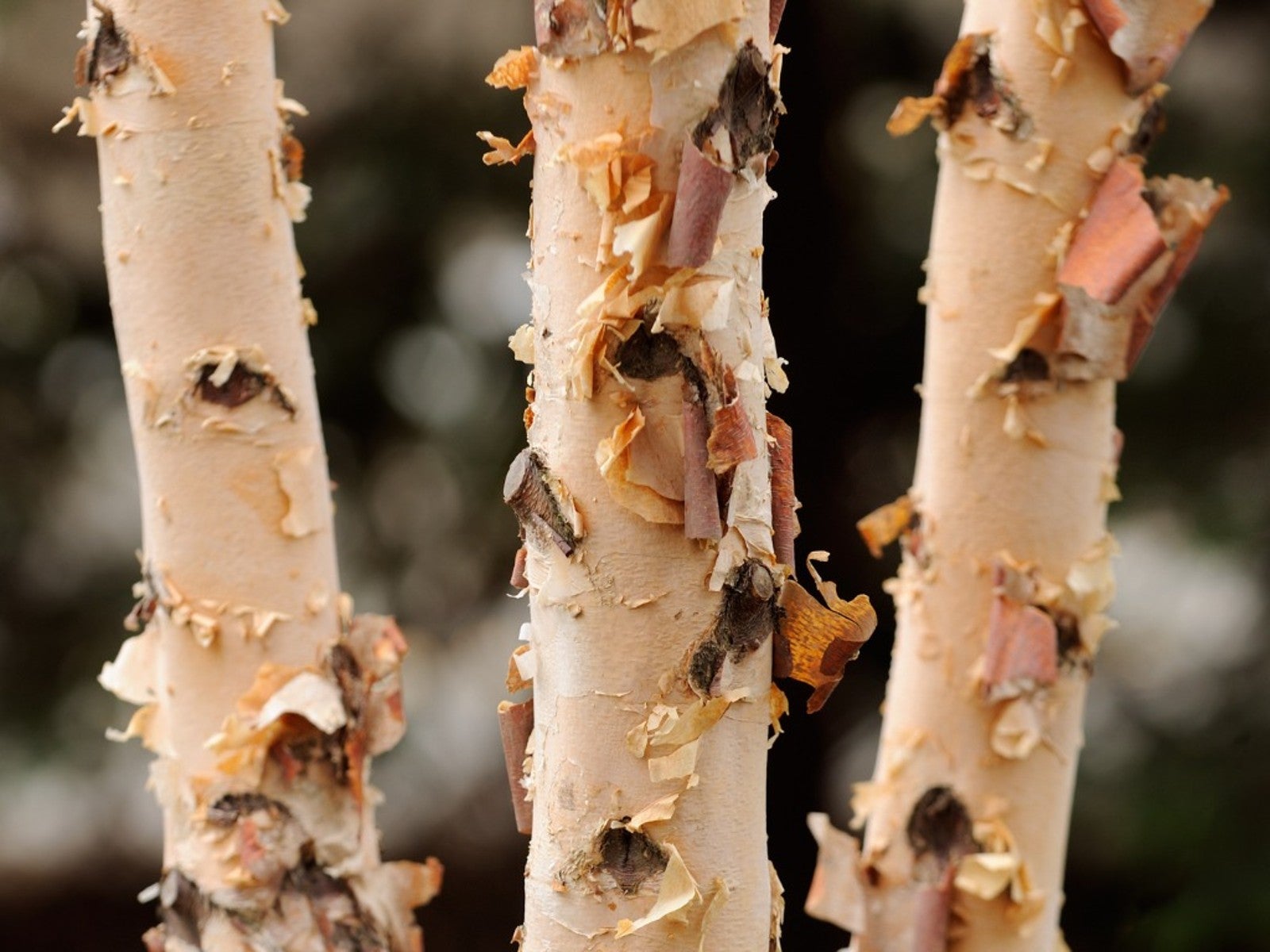 Yellow Birch Wood  Paper Birch Syrup - Tree Plantation