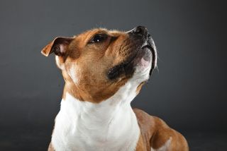 A brown and white Staffordshire bull terrier.