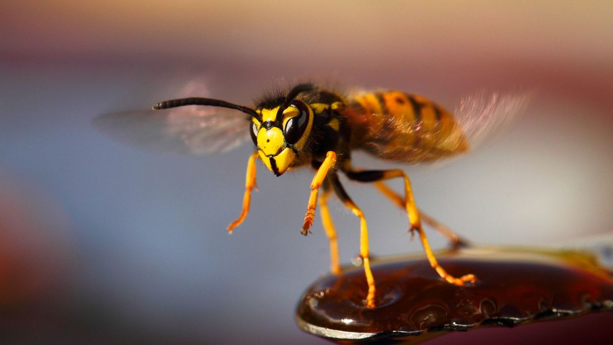 The Simple Wasp Traps That Let You Enjoy Your Garden Again
