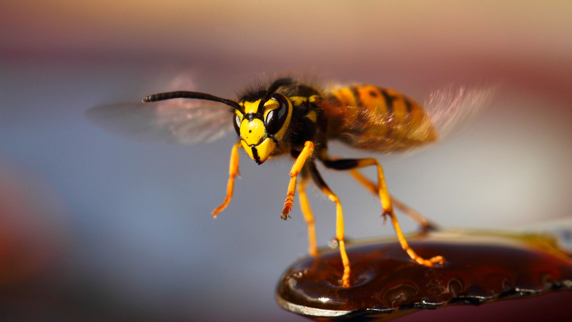 Yellowjacket wasp taking off
