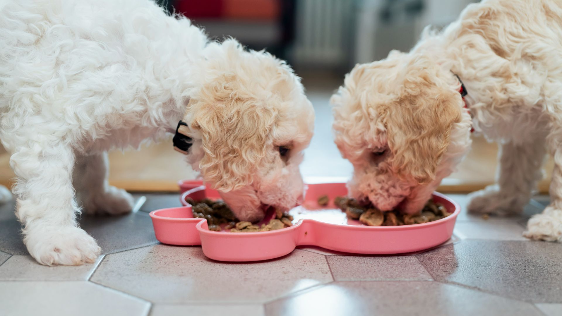 Dogs eating from food bowls