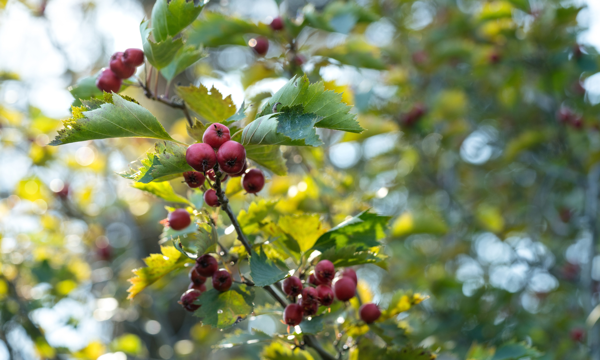 Close up of red hawthorn berries in fall