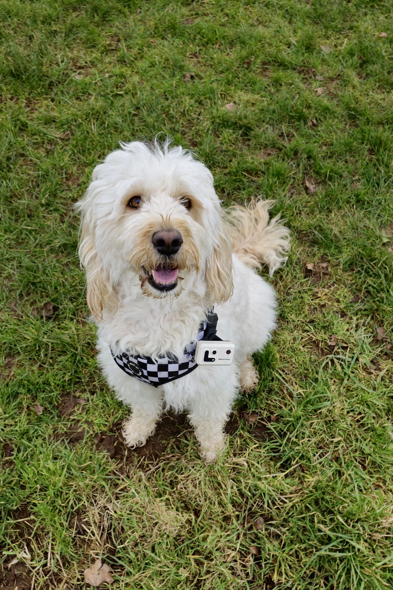 Enabot ROLA Pet Tracker review