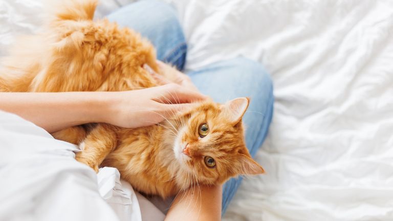Cats might be as attached to their owners as dogs. Photo of a cute cuddly fluffy ginger cat.