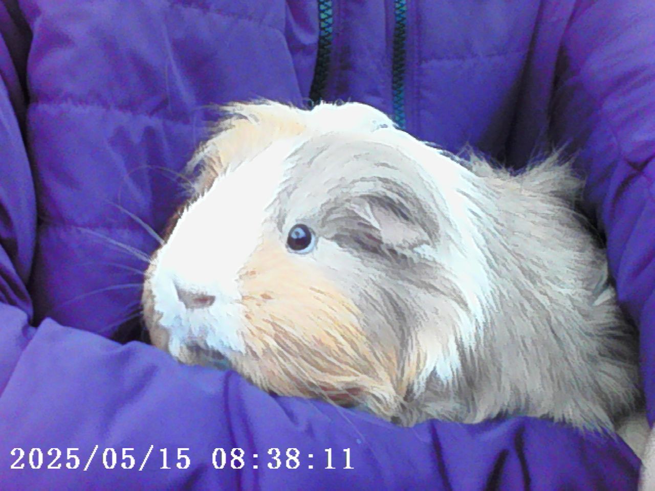 Photo Creator Mini Digital Camera series 3 sample gallery: a guinea pig held by person in blue coat