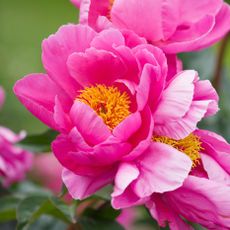 pink peonies in full bloom