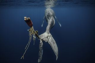 A humpback whale with netting stuck on its tail