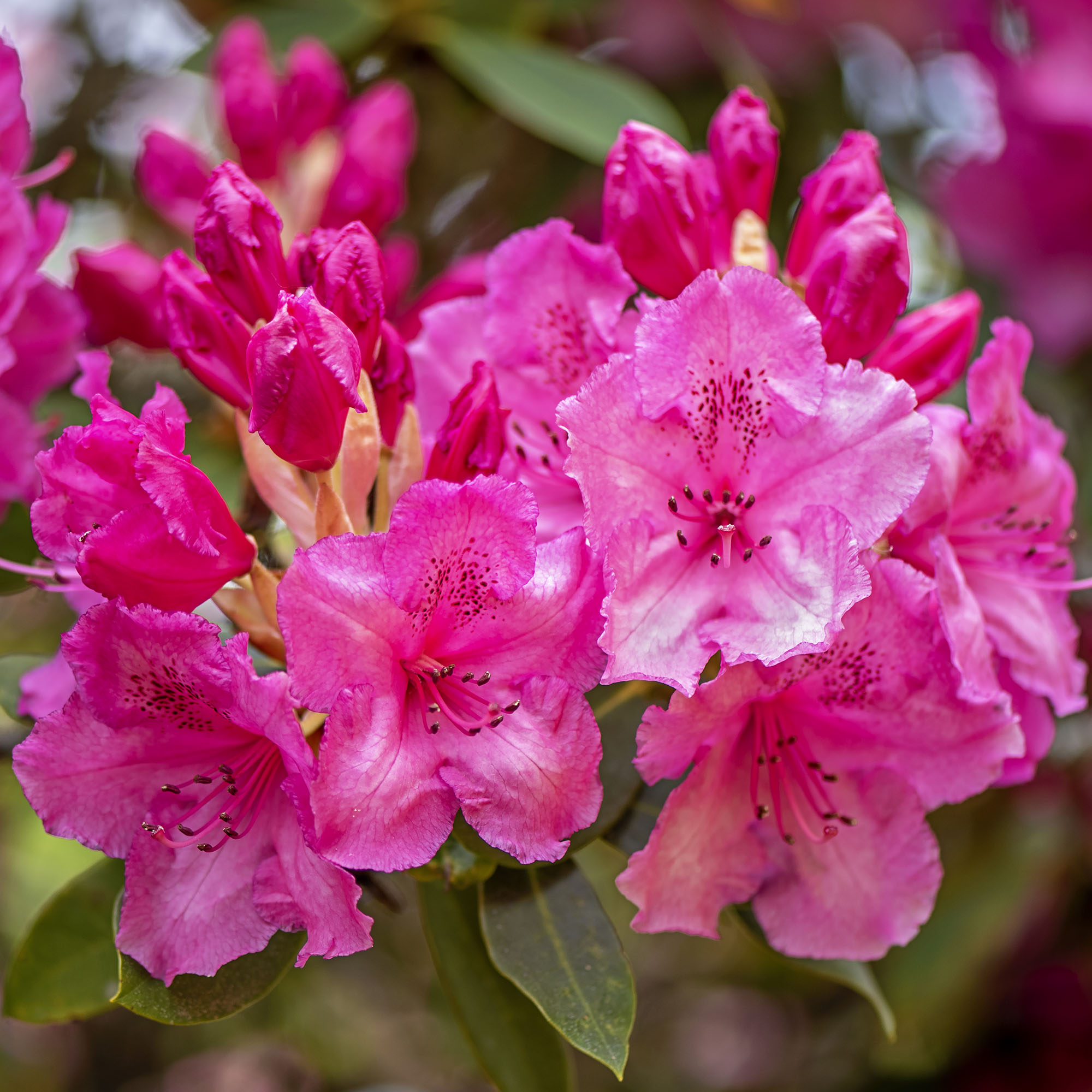 Pink rhododendron flowers close up