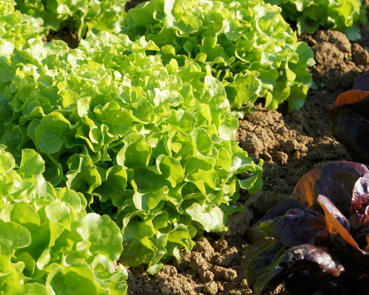 Best companion plants for broccoli add these herbs, flowers and veg to