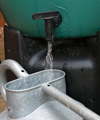 water butt with tap open filling watering can