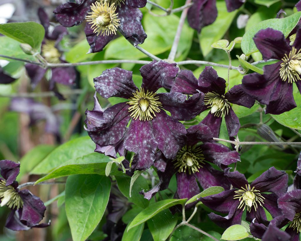 Powdery mildew how to get rid of white fungus on plants Gardeningetc