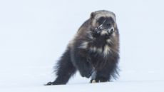 Wolverines live at high elevations in mountainous regions of the western United States.