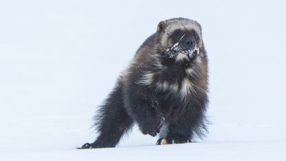 Wolverines live at high elevations in mountainous regions of the western United States.