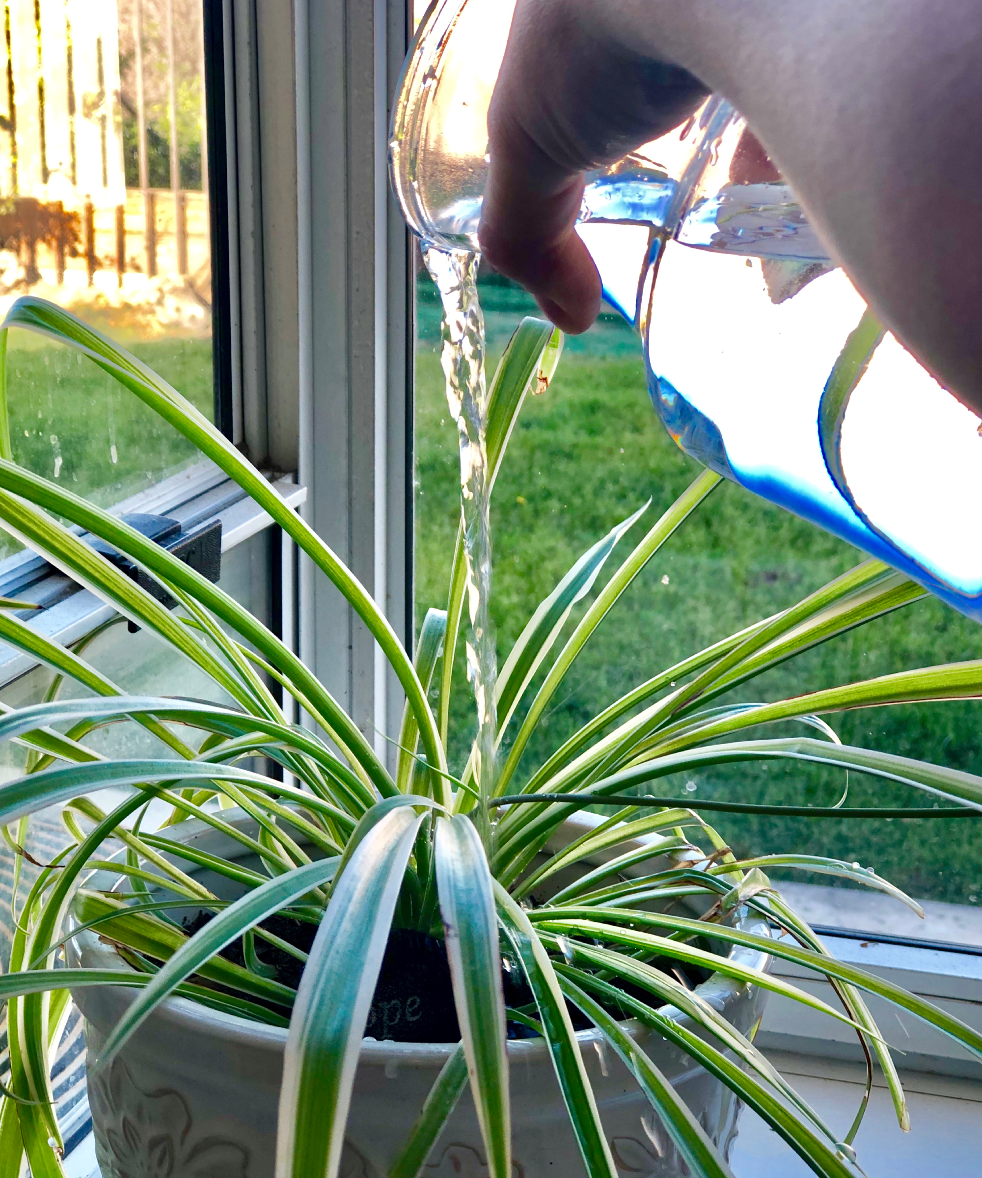 Watering an indoor spider plant