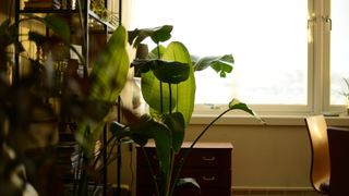 picture of a bird of paradise plant in indirect sunlight