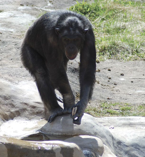 A male chimpanzee named Santino hides rocks and sneaks up on visitors before hurling the projectiles at them.